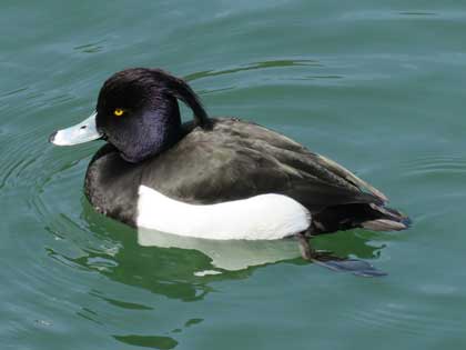 キンクロハジロ