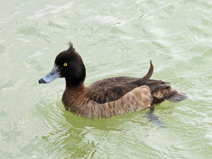 キンクロハジロ