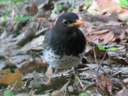 クロツグミ