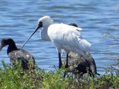 クロツラヘラサギ
