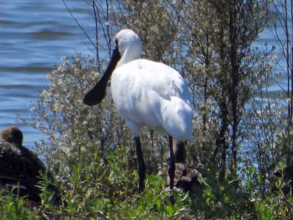 クロツラヘラサギ