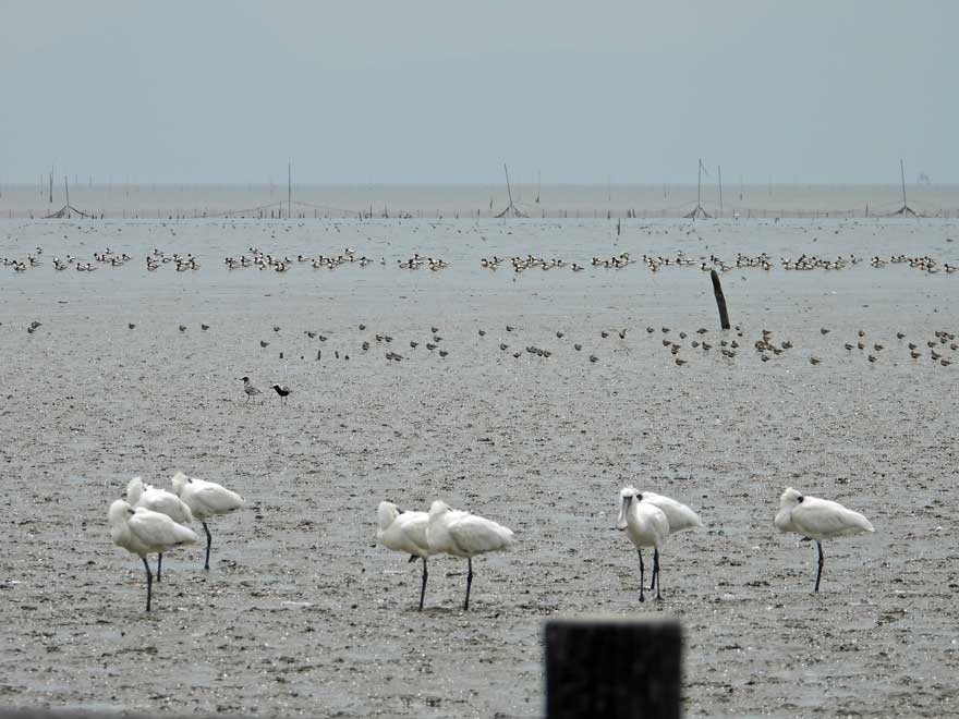 クロツラヘラサギ