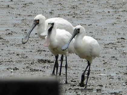 クロツラヘラサギ