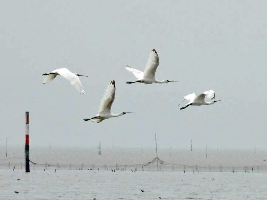 クロツラヘラサギ