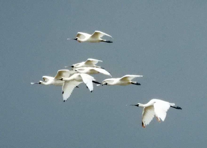 クロツラヘラサギ