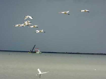 クロツラヘラサギ