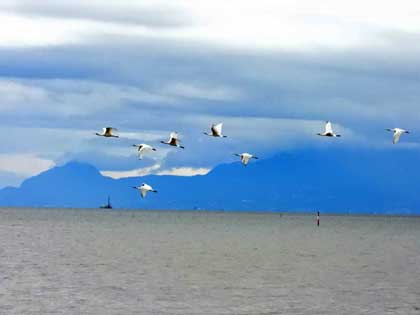 クロツラヘラサギ