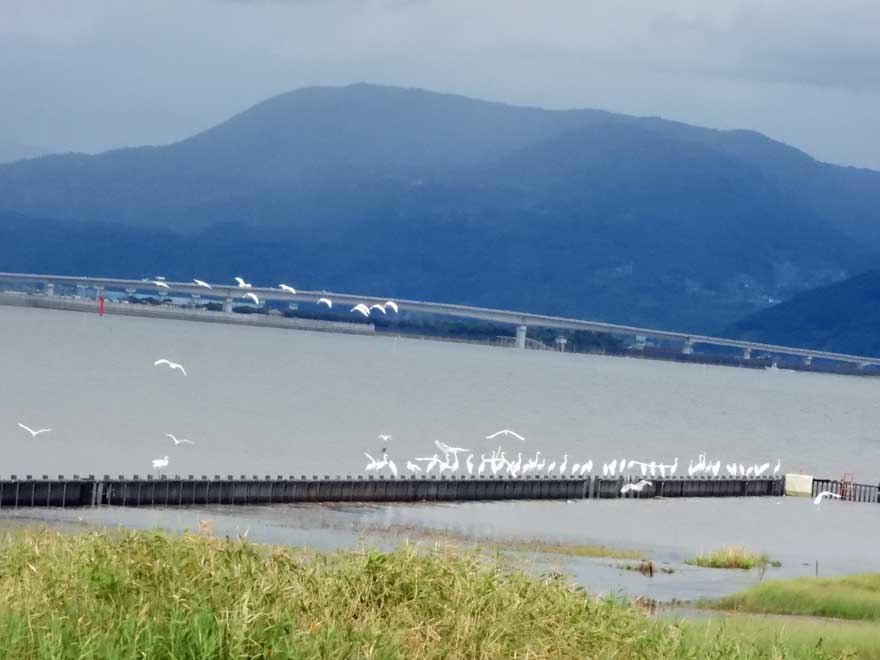 クロツラヘラサギ