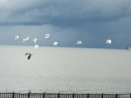 クロツラヘラサギ