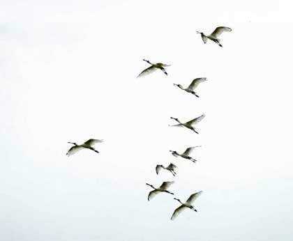 クロツラヘラサギ