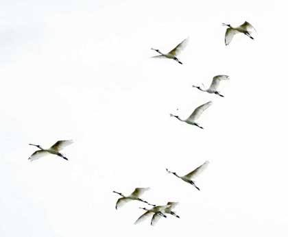 クロツラヘラサギ