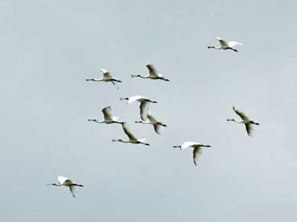 クロツラヘラサギ