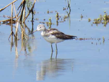 コアオアシシギ