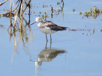 コアオアシシギ