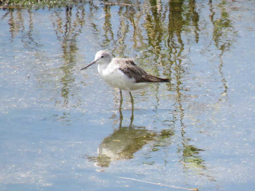 コアオアシシギ