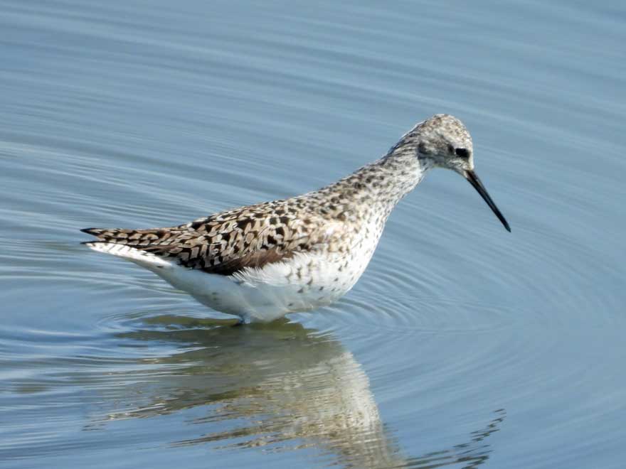 コアオアシシギ