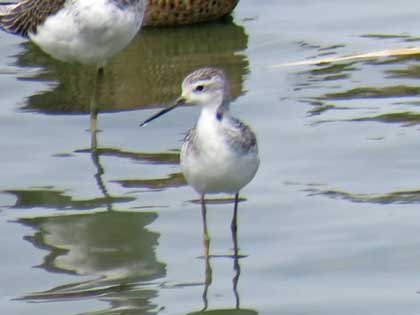 コアオアシシギ