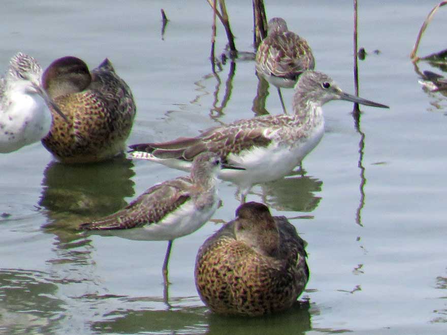 コアオアシシギ