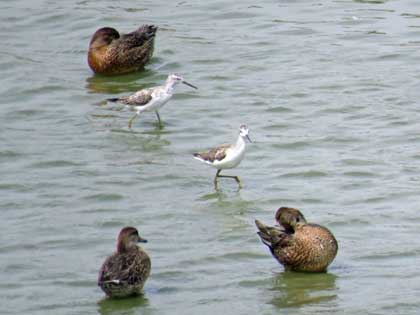 コアオアシシギ