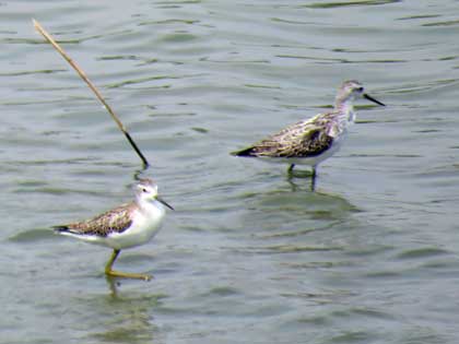 コアオアシシギ