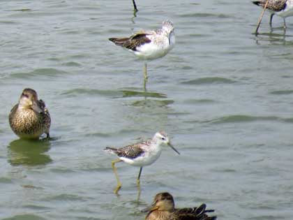 コアオアシシギ