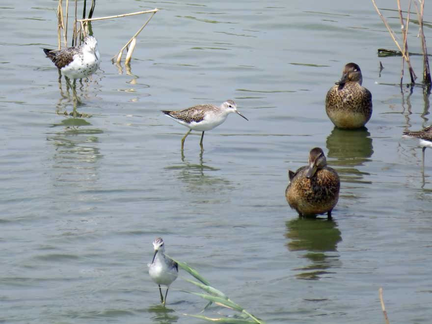 コアオアシシギ