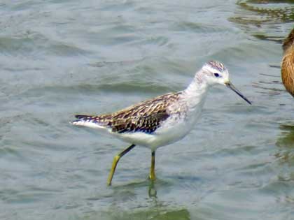 コアオアシシギ