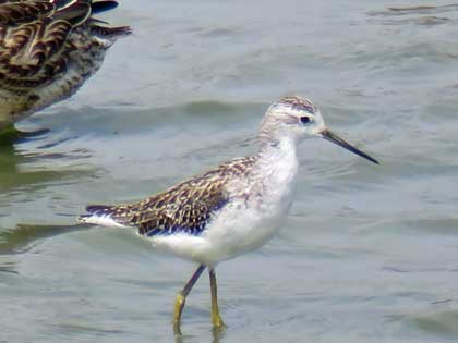 コアオアシシギ