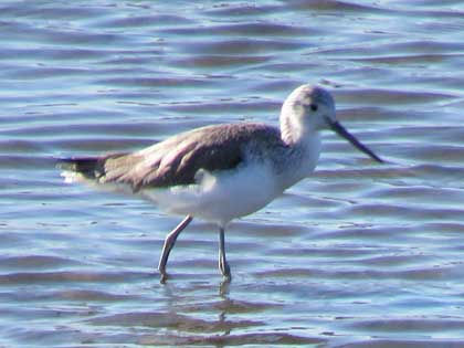 コアオアシシギ