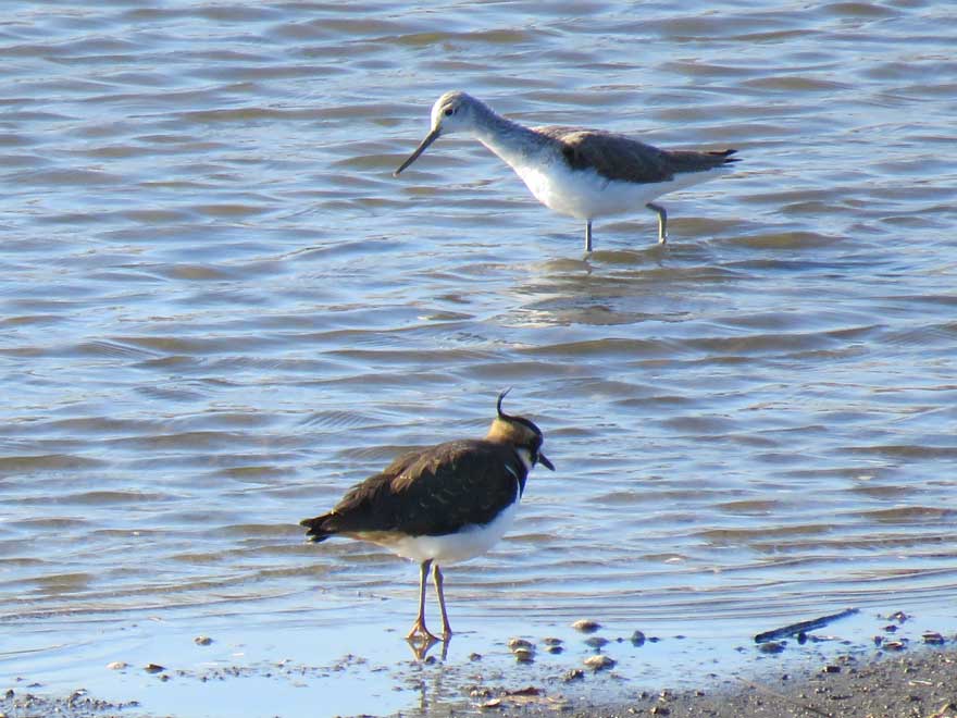 コアオアシシギ