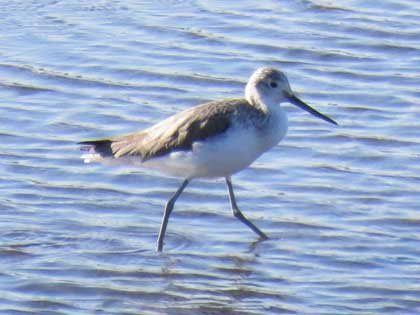 コアオアシシギ