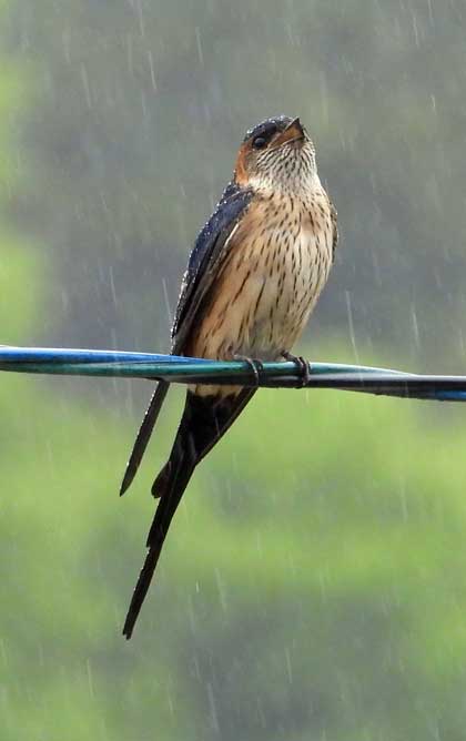 コシアカツバメ