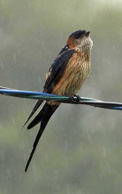 コシアカツバメ