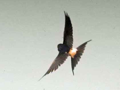 コシアカツバメ