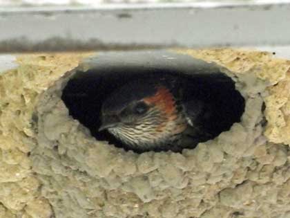 コシアカツバメ