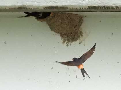 コシアカツバメ