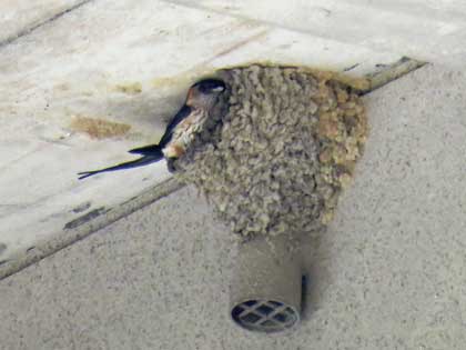 コシアカツバメ