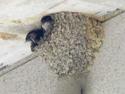 コシアカツバメ