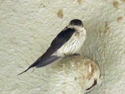 コシアカツバメ