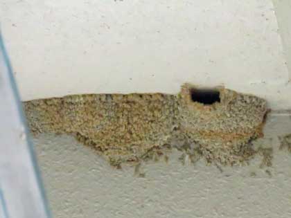 コシアカツバメ