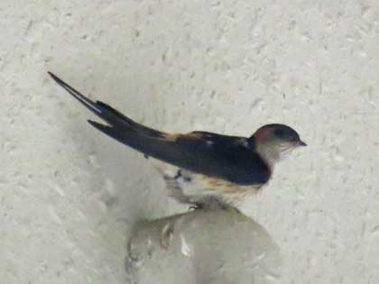 コシアカツバメ