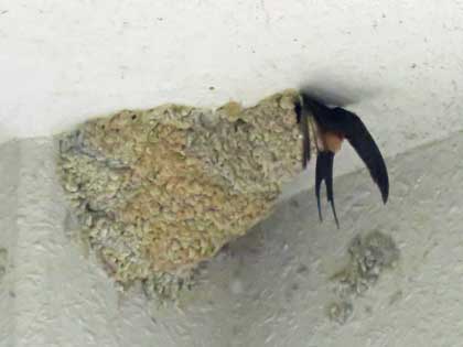 コシアカツバメ