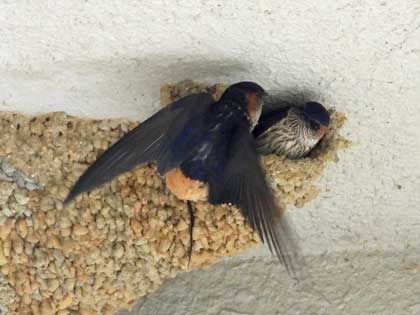 コシアカツバメ