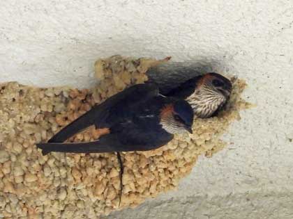 コシアカツバメ