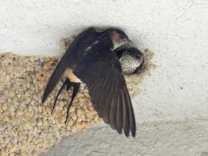 コシアカツバメ