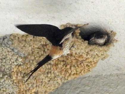 コシアカツバメ