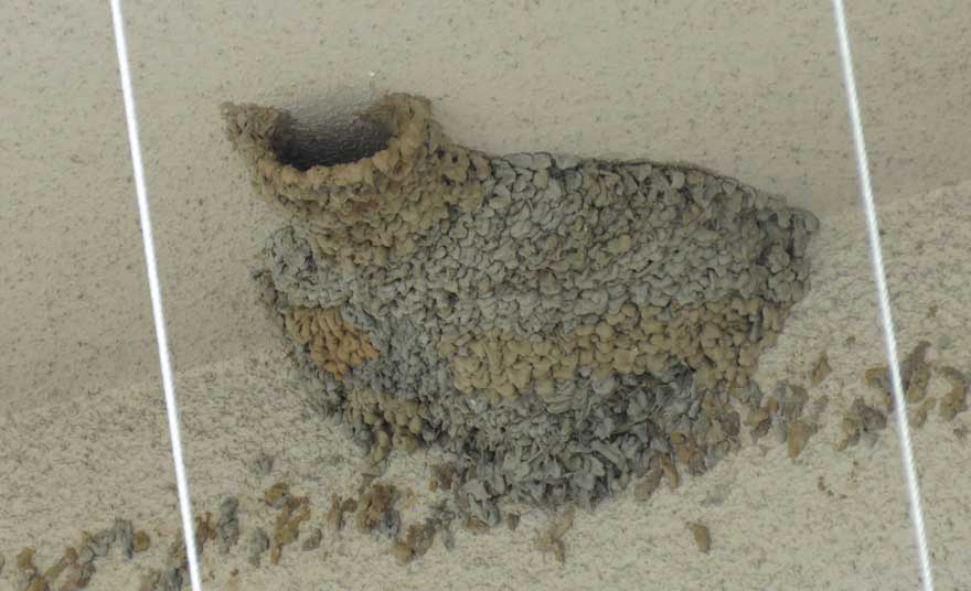 コシアカツバメ