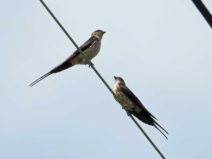 コシアカツバメ