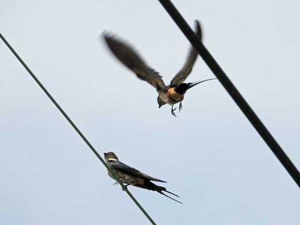 コシアカツバメ