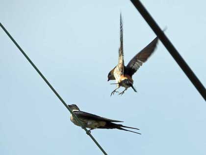 コシアカツバメ